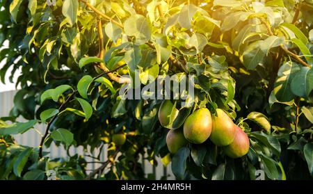 Ripe beautiful green pears grow in the garden. Fruits on the tree. Healthy, natural fruits. Selective focus. Stock Photo