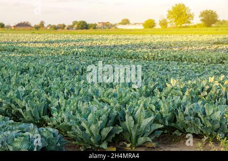 Broccoli plantations in the sunset light on the field. Cauliflower. Growing organic vegetables. Eco-friendly products. Agriculture and farming. Planta Stock Photo