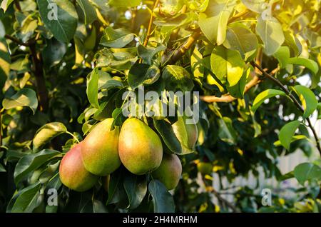 Ripe beautiful green pears grow in the garden. Fruits on the tree. Healthy, natural fruits. Selective focus. Stock Photo
