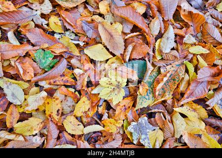 Autumn. Multicolored maple leaves lie on the grass. Stock Photo