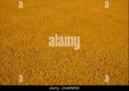 detail of yellow artificial grass Stock Photo