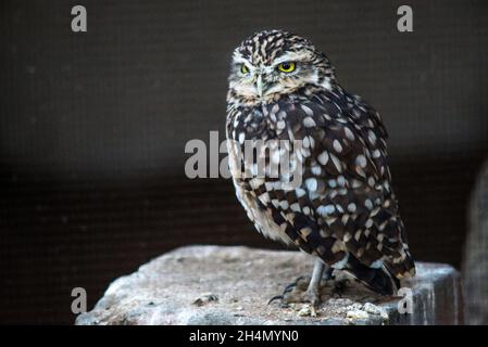 little owl Athene noctua Stock Photo