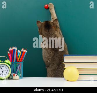 adult straight-eared Scottish gray cat stretches his paw to the top against the background of a school blank green board. Back to school Stock Photo