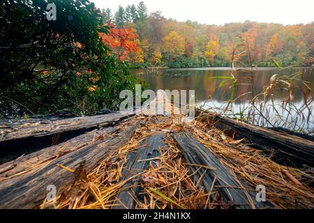Fallen tree at Balsam Lake in autumn - Roy Taylor Forest in the Nantahala National Forest, Canada, North Carolina, USA Stock Photo