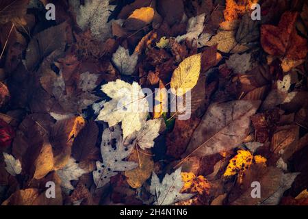 Fall Leaves - Balsam Lake, Roy Taylor Forest in the Nantahala National Forest, Canada, North Carolina, USA Stock Photo