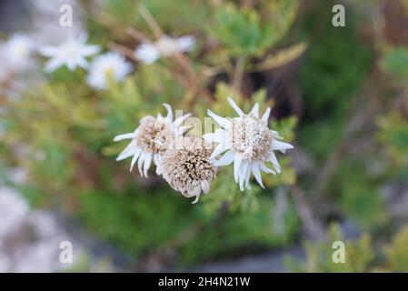 Top view of Alpine edelweiss flowers growing outdoors in the stone pot Stock Photo