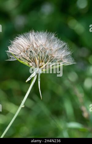 Goat's Beard (Tragopogon pratensis) flower seed head Stock Photo