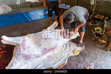 A horse slaughterer cutting hind leg from a skinned horse carcass. Dismembering horse for meat production. Stock Photo