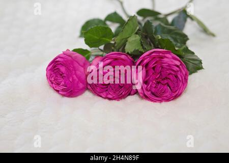 Three pink long stemmed roses on faux fur white background Stock Photo