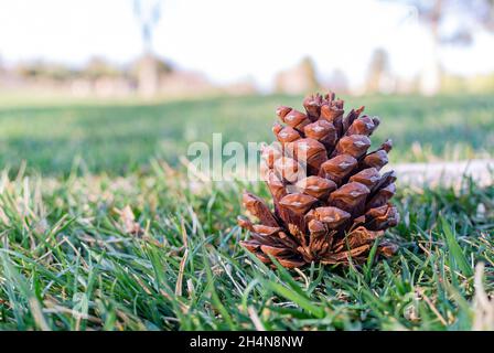 Close up shot of pine cone at Nevada Stock Photo