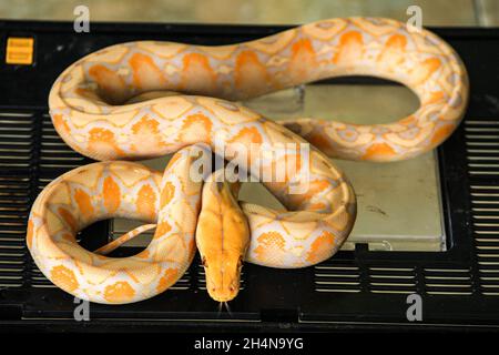 white python with exotic skin color and pattern white python with exotic skin color and pattern Stock Photo