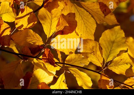 European beech or common beech (Fagus sylvatica) golden leaves in autumn. Yellow foliage. Backlit. Stock Photo