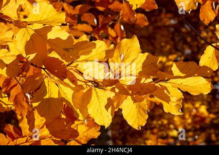 European beech or common beech (Fagus sylvatica) golden leaves in autumn. Yellow foliage. Backlit. Stock Photo