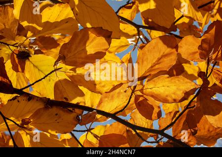 European beech or common beech (Fagus sylvatica) golden leaves in autumn. Yellow foliage. Backlit. Stock Photo