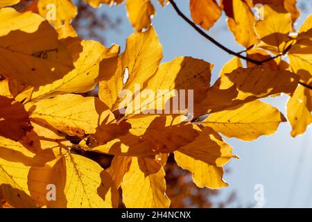 European beech or common beech (Fagus sylvatica) golden leaves in autumn. Yellow foliage. Backlit. Stock Photo