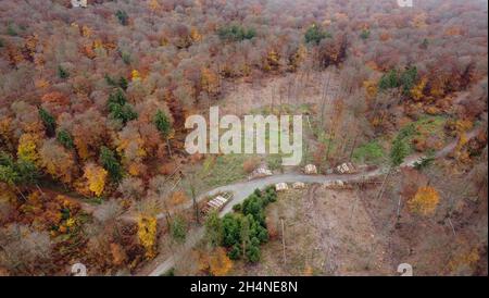 Schmitten, Germany. 02nd Nov, 2021. A clearing is seen in the Hochtaunus near Schmitten in a forest patch with beech and spruce trees (aerial view with a drone). The Hessian Forest Status Report will be presented on November 4, 2021. Credit: Arne Dedert/dpa/Alamy Live News Stock Photo