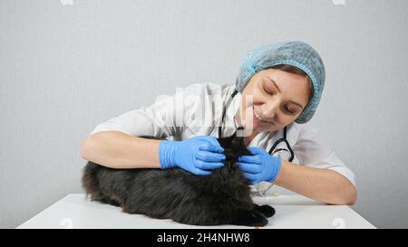 Woman veterinarian examines the ears of a black cat Stock Photo