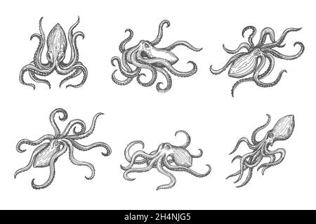 Hand drawn isolated octopus, sea animal or ocean kraken vector sketch. Ocean octopus or monster kraken with tentacles in monochrome engraving or woodc Stock Vector