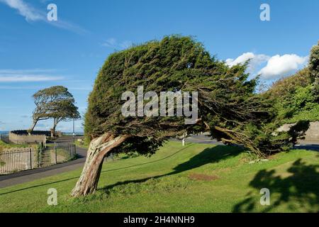 Common Yew - Taxus baccata shaped by the wind on Clevedon Seafront, North Somerset, England, UK Stock Photo