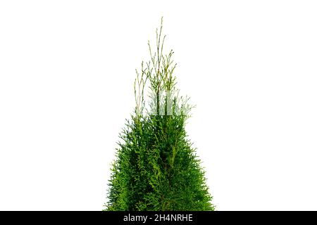 Thuja occidentalis smaragd isolated on white background with clipping path. Green thuja isolated on white background. Evergreen coniferous tree. Cypre Stock Photo