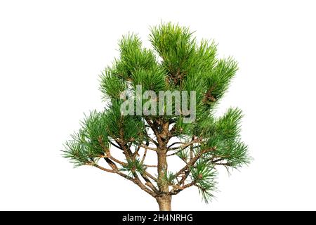 Pine bonsai tree isolated on white background. Ggreen dwarf pine isolated on white background. Evergreen coniferous tree. Stock Photo