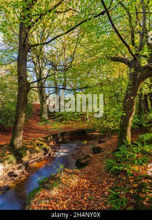 Ashdown Forest in the autumn, East Sussex, England, UK. Stock Photo