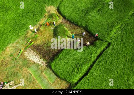 Farmers are harvesting sedge plants in the largest sedge field in Vietnam. Photos taken from above Stock Photo