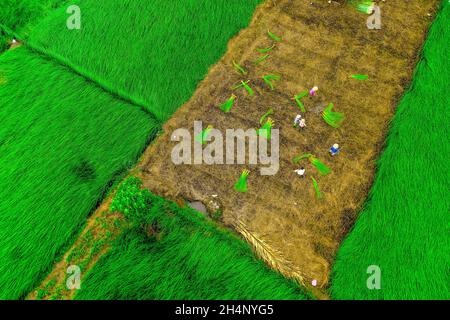 Farmers are harvesting sedge plants in the largest sedge field in Vietnam. Photos taken from above Stock Photo