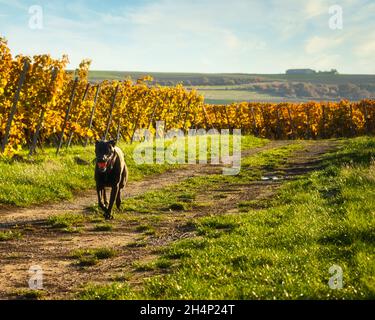 Black Labrador retriever with an orange ball in his mouth running on a path in a vineyard in Alzey, Germany on a sunny fall day. Stock Photo
