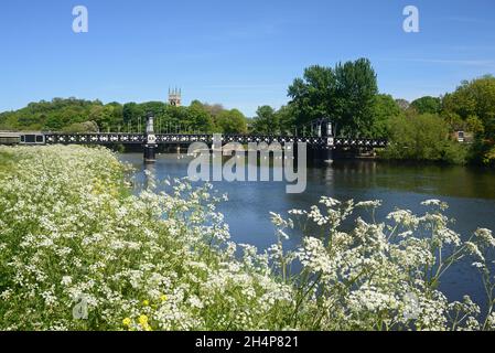 View of the Ferry Bridge also known as the Stapenhill Ferry Bridge and the River Trent with cow parsley in the foreground, Burton upon Trent, UK. Stock Photo