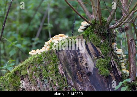 Multiple fungi growing on dead moss covered logs November UK woodland. Wetland habitat beside boardwalk similar to sulpher tuft Hypholoma fasciculare Stock Photo