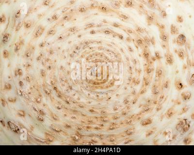 What is this?! You'll never get it, it is actually a close-up of one of my favourite vegetables, Celeriac. A knobby, awkward looking and generally und Stock Photo