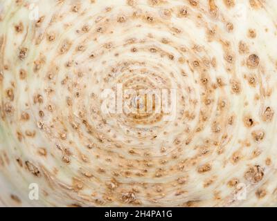 What is this?! You'll never get it, it is actually a close-up of one of my favourite vegetables, Celeriac. A knobby, awkward looking and generally und Stock Photo
