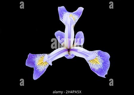 We have only a few Irises in our garden, and they seldom flower. So one like this purple and white beauty is never a disappointment. Iris is a family Stock Photo