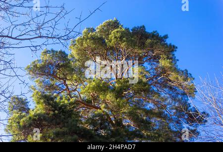 The huge crown of a pine tree against the background of the blue sky. Lush crown of ancient coniferous trees against the blue sky in early spring Stock Photo