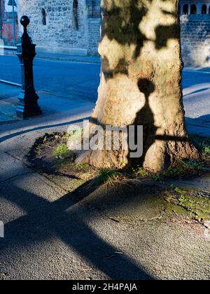 Early morning shadows of railings fall on trees at the beauty spot of St Helens Wharf, located by the River Thames at Abingdon. Stock Photo