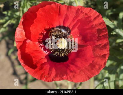 Self-seeded poppy in our Oxfordshire village garden. A poppy is a flowering plant in the subfamily Papaveroideae of the family Papaveraceae. They are Stock Photo