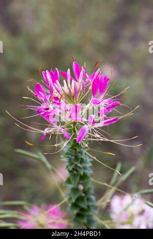 Cleome Spinosa Pink Queen, aka Spider flower, a colourful annual flowering in summer in a garden in Cornwall UK Stock Photo