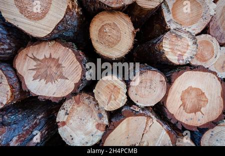 Detail of fresh chopped timber wood piled up in frozen forest, forestry work at the end of winter Stock Photo