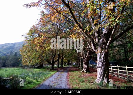 Horsechestnut trees at Dol Idris, Gwynedd Stock Photo