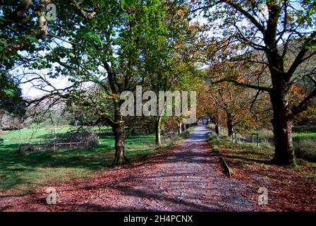 Horsechestnut trees at Dol Idris, Gwynedd Stock Photo