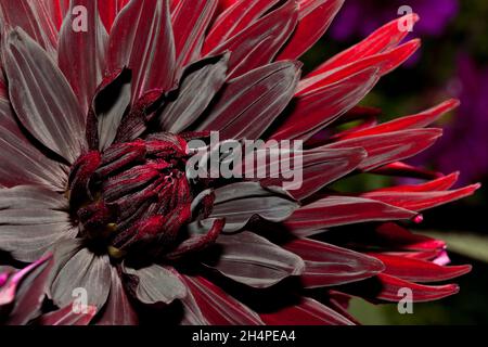 A deep red colored Dahlia flower