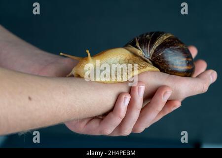 Big brown snail Achatina on hand. The African snail, which is grown at home as a pet, and also used in cometology. Animal side view on an isolated black background. Copy spase Stock Photo