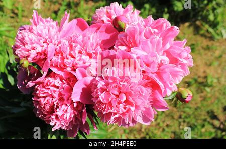 Blooming red peony flowers in the summer garden