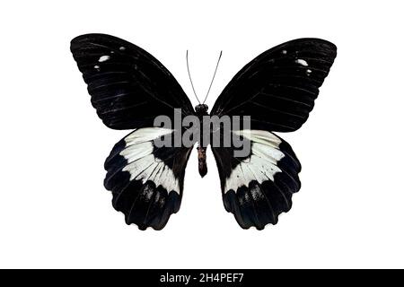 Black and white papilio gambrisius butterfly in the family Papilionidae isolated over a white background. Top view. Flatlay. Stock Photo