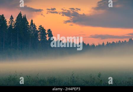 Fog over green field before sunrise. Misty early morning scene. Pink sky above pine forest. Foggy nature landscape with pine trees. Mist over meadow. Stock Photo