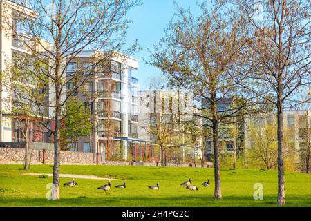 Green residential area in city. Geese on streets. Modern apartment buildings. Outdoor facilities. Urban environment and nature. Helsinki Finland Stock Photo