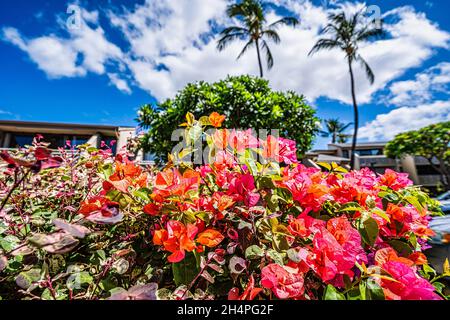 Beautiful tropical bush flower in Maui Hawaii Stock Photo