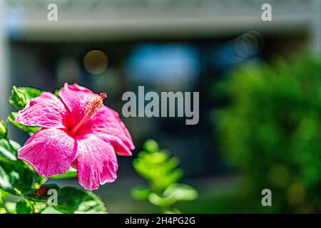 Beautiful tropical flower in Maui Hawaii Stock Photo