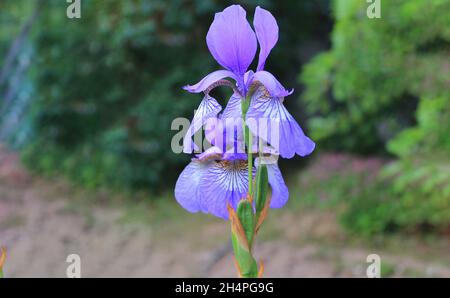 Purple Japanese iris flower in summer garden Stock Photo